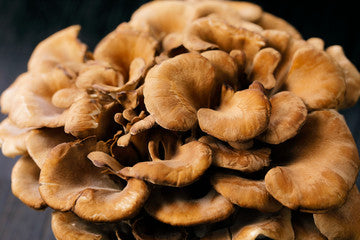 Mushroom on Health 8: Maitake: The Mighty Mushroom of Wellness