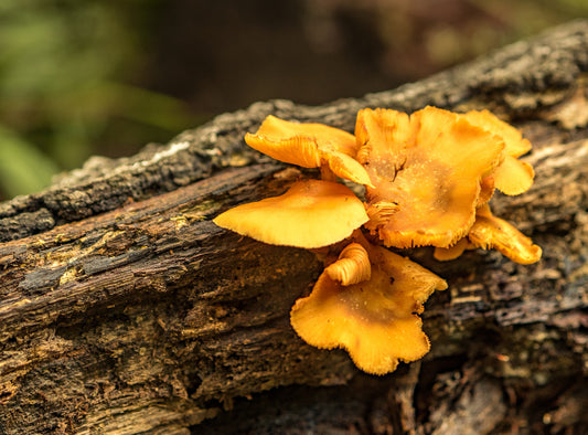 Mushroom on Health 11: Tremella: Skin Nourishment from Within