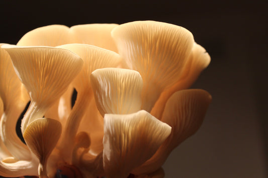 Mushroom on Health 9: Oyster Mushroom: Nutrient-Rich Delicacy for Wellness