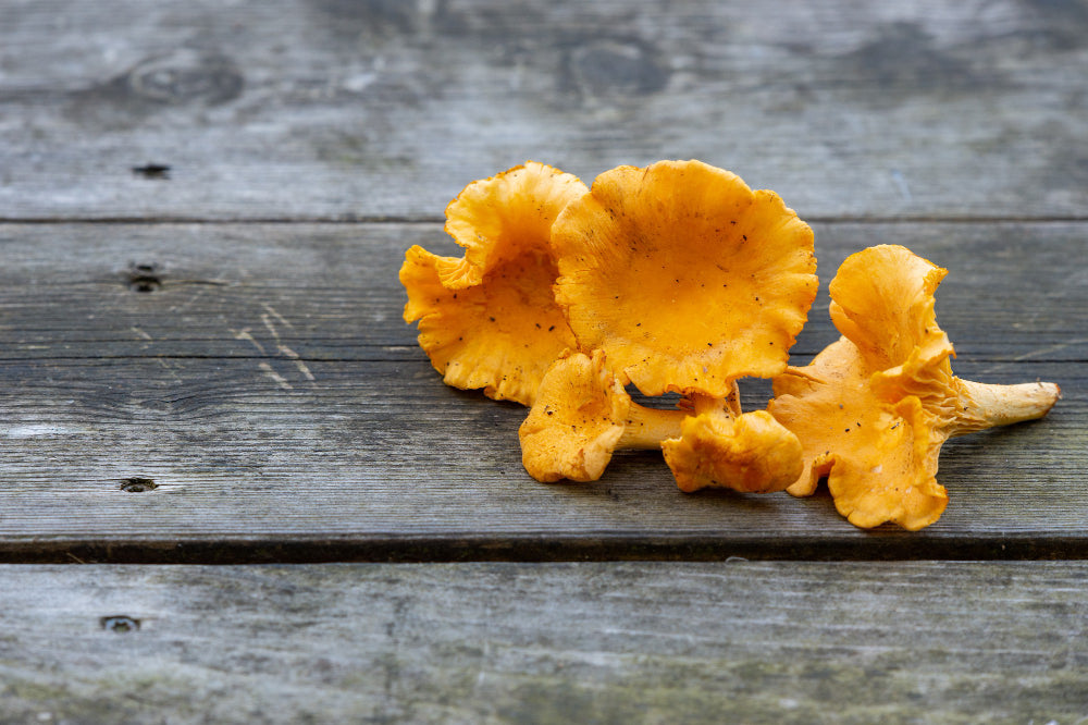 Mushroom on Health 15: Chanterelle - The Golden Mushroom of Nutrients