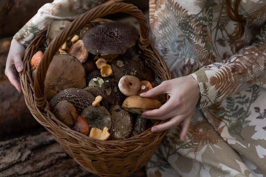 Mushroom on Health 21: Foraging for Mushrooms - A Nature's Bounty Adventure