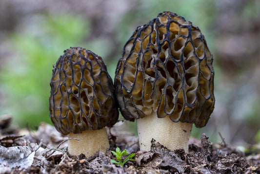 Mushroom on Health 13: Morel - A Culinary Treasure with Unexpected Benefits