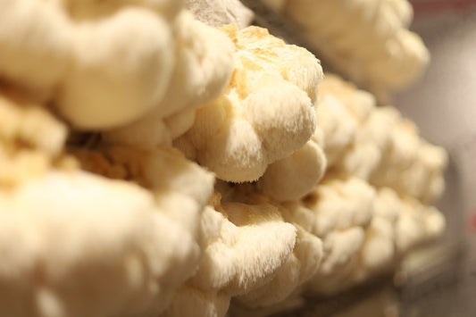 Mushroom on Health 3: Lion's Mane: A Smart Mushroom for Cognitive Enhancement