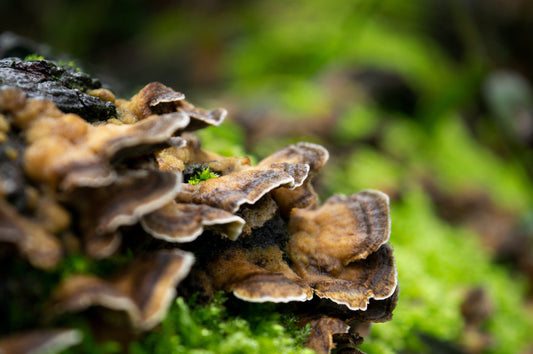 Mushroom on Health 6: Turkey Tail: Nurturing Immune Resilience