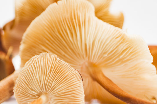 Mushroom on Health 22: Mushroom Extracts - Harnessing Nature's Potential