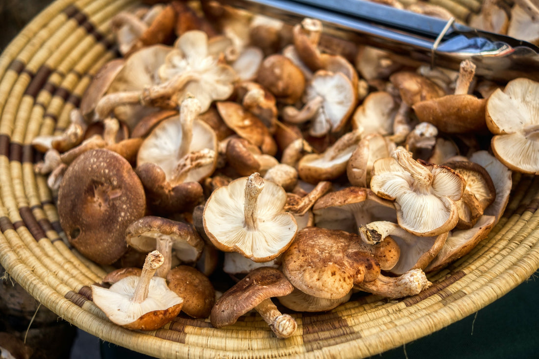 Mushroom on Health 7: Shiitake: A Culinary Delight with Health Benefits